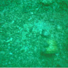 seashell snail/hermit crab home