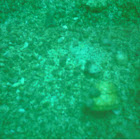 seashell snail/hermit crab home