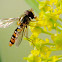 Marmalade hoverfly, Mosca cernidora