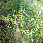 Florida Vetch