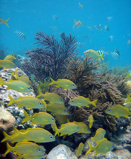 French-Grunts-USVI - French grunts (we identify!) on a coral reef in the US Virgin Islands. 