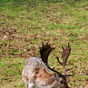 Fallow Buck  by Andro Andrejevic - Animals Other