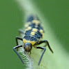 Spotless ladybug (larva)