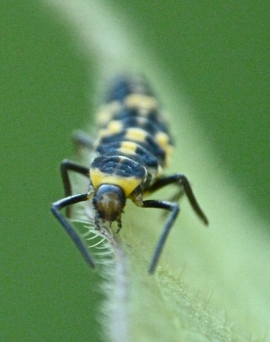 Spotless ladybug (larva)