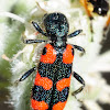 Checkered Beetle; Escarabajo Ajedrezado