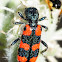 Checkered Beetle; Escarabajo Ajedrezado