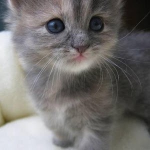 Kitten Slideshow 3.0