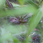 Rabidosa Spider