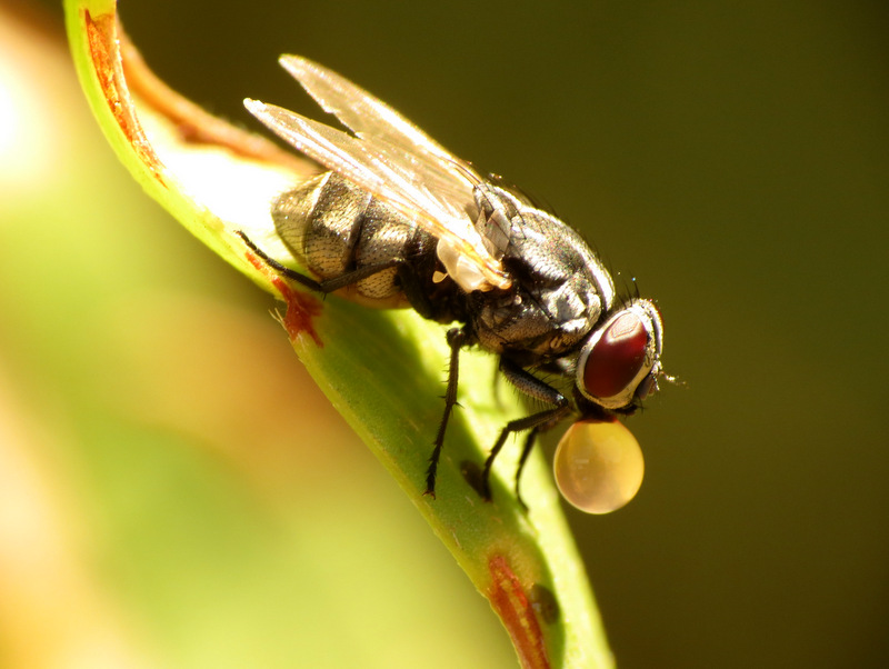 Stable Fly (blowing bubbles)