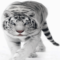 White Tiger Live Wallpaper
