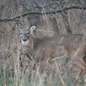 White tailed Deer - Buck