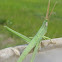 Toothpick Grasshopper