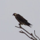 Peregrine Falcon (juvenile)