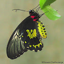 Sri Lankan Birdwing