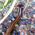 Hammerhead Worm  (Part 1)