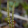 Horsetail