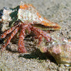 Rocky-shore hermit-crab