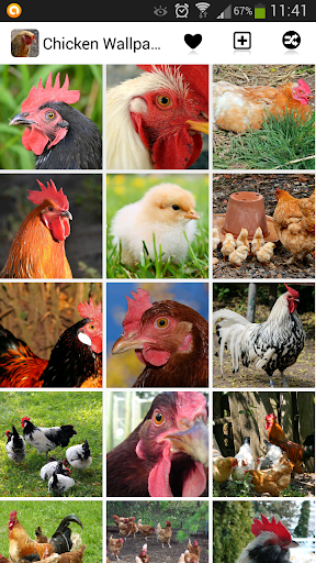 Chicken Wallpapers