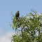 Red-winged Blackbird (Female)