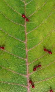 How to download Red ants free live wallpaper lastet apk for laptop