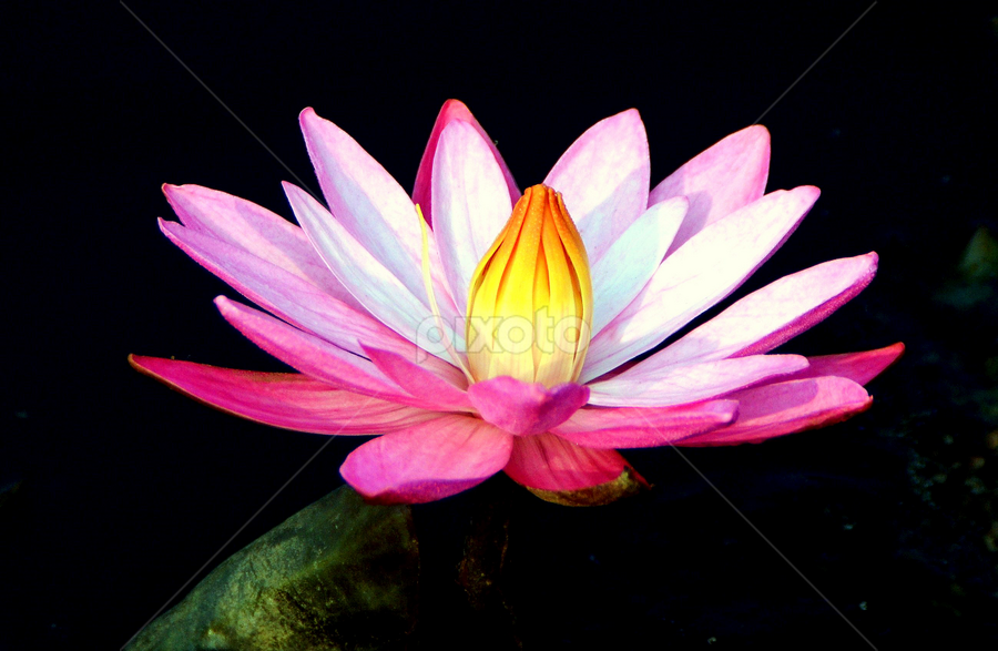WATER LILY 1 by Jyotirmoy Phukan - Flowers Single Flower