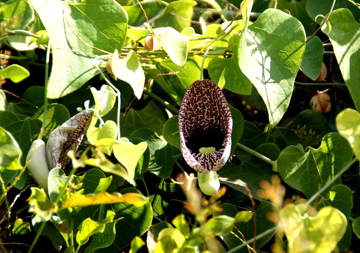 Calico Flower