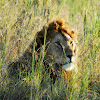 Lion; Swahili - Simba