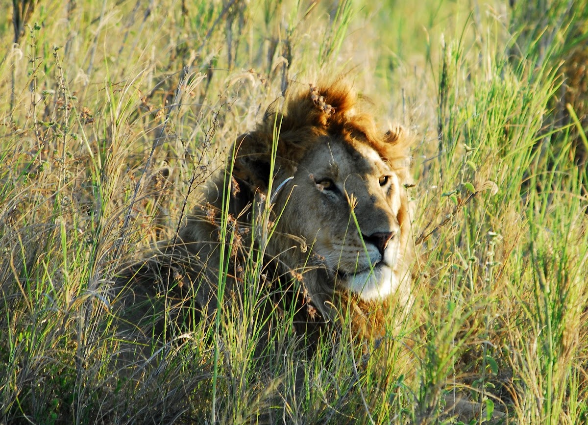 Lion; Swahili - Simba