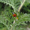 Spottless Lady Beetle (laying eggs)