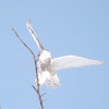 Snowy Owl