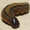 Palm worm