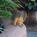 Fox squirrel