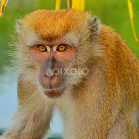 Monkey by Abdul Salim - Animals Other Mammals