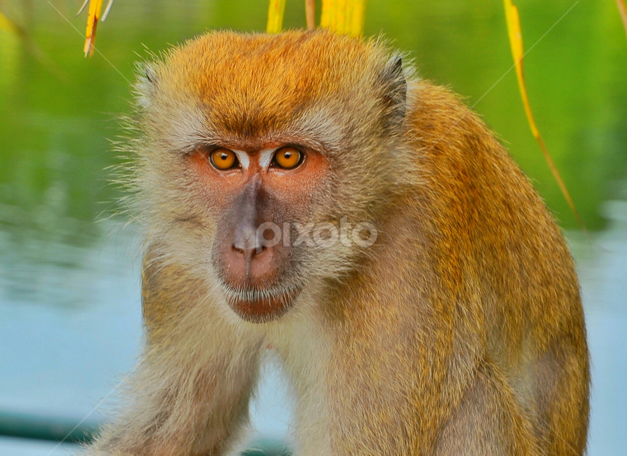Monkey by Abdul Salim - Animals Other Mammals