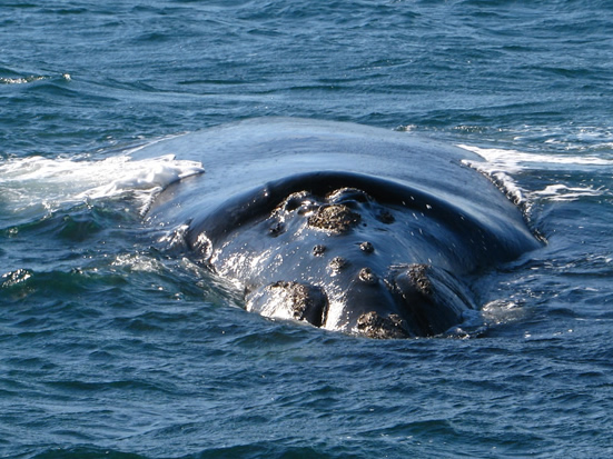 Southern Right Whale