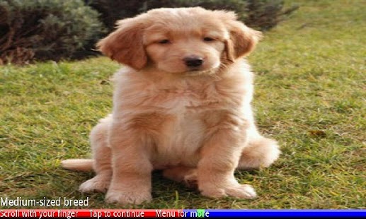 Puppies and Dogs 3 FREE - náhled