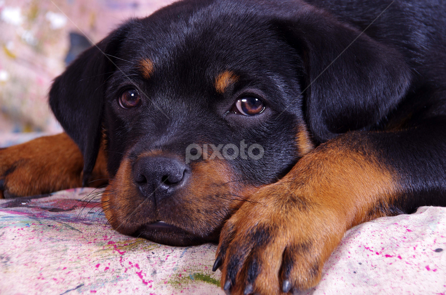 by Linda Jansen van Rensburg. - Animals - Dogs Puppies