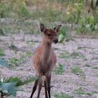 Sika deer