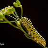 Swallowtail - Papilionidae