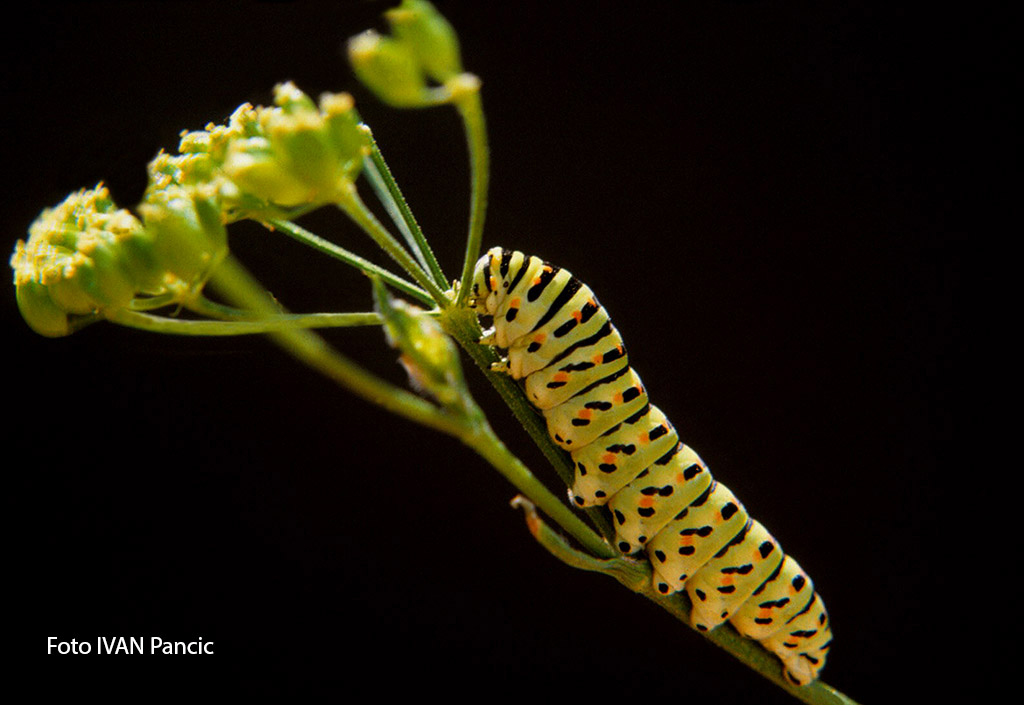 Swallowtail - Papilionidae