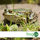 frogpx