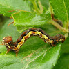 Mottled Umber Moth Caterpillar / Velika grbica gusjenica