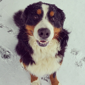 The Star of the show. by Rusty Jhorn - Animals - Dogs Portraits
