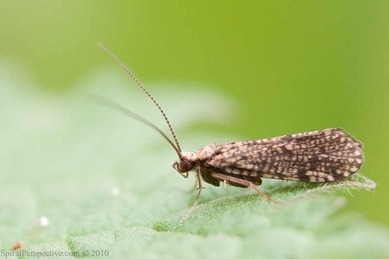 Small Moth