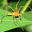 Orange Lynx Spider