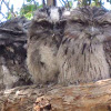 Tawney frogmouth owls