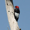 red-headed woodpecker