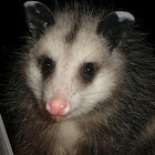Virginia opossum