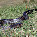 Texas Indigo Snake