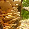 Chicken of the Woods, Sulphur Polypore or Sulphur Shelf Bracket Fungi